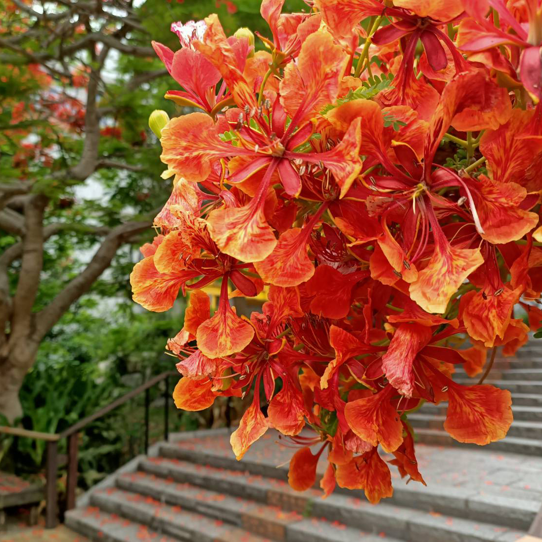 鳳凰花木台